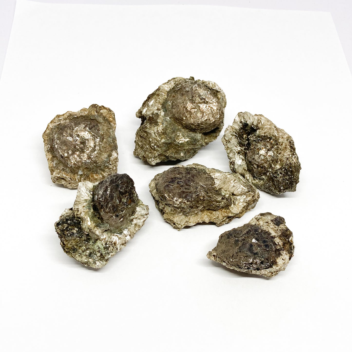 Phlogopite Amphibolite