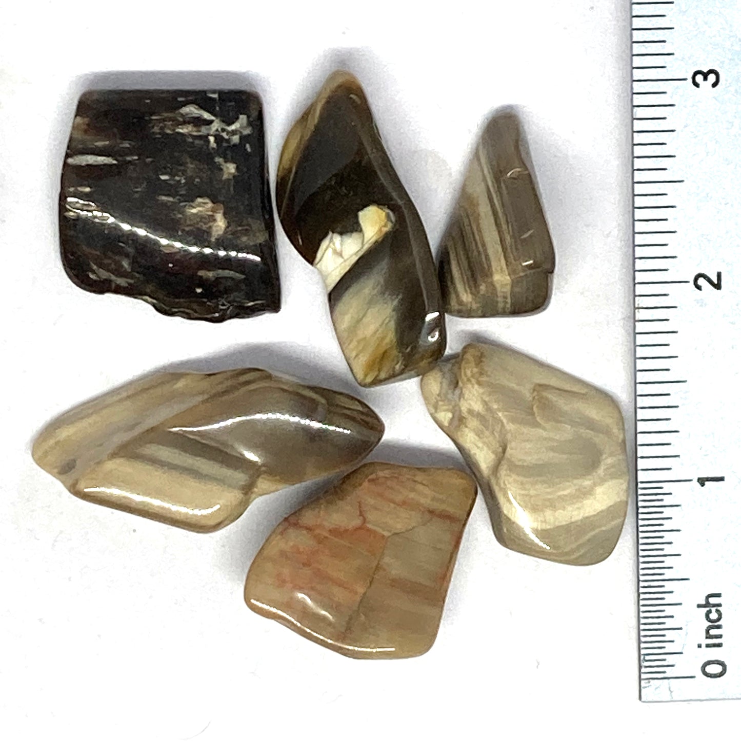 Petrified Wood Peanut Tumbled