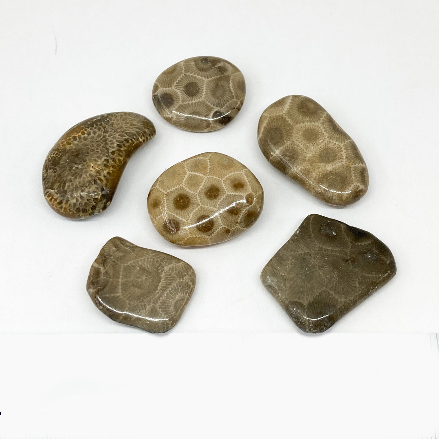 Petoskey stone Tumbled