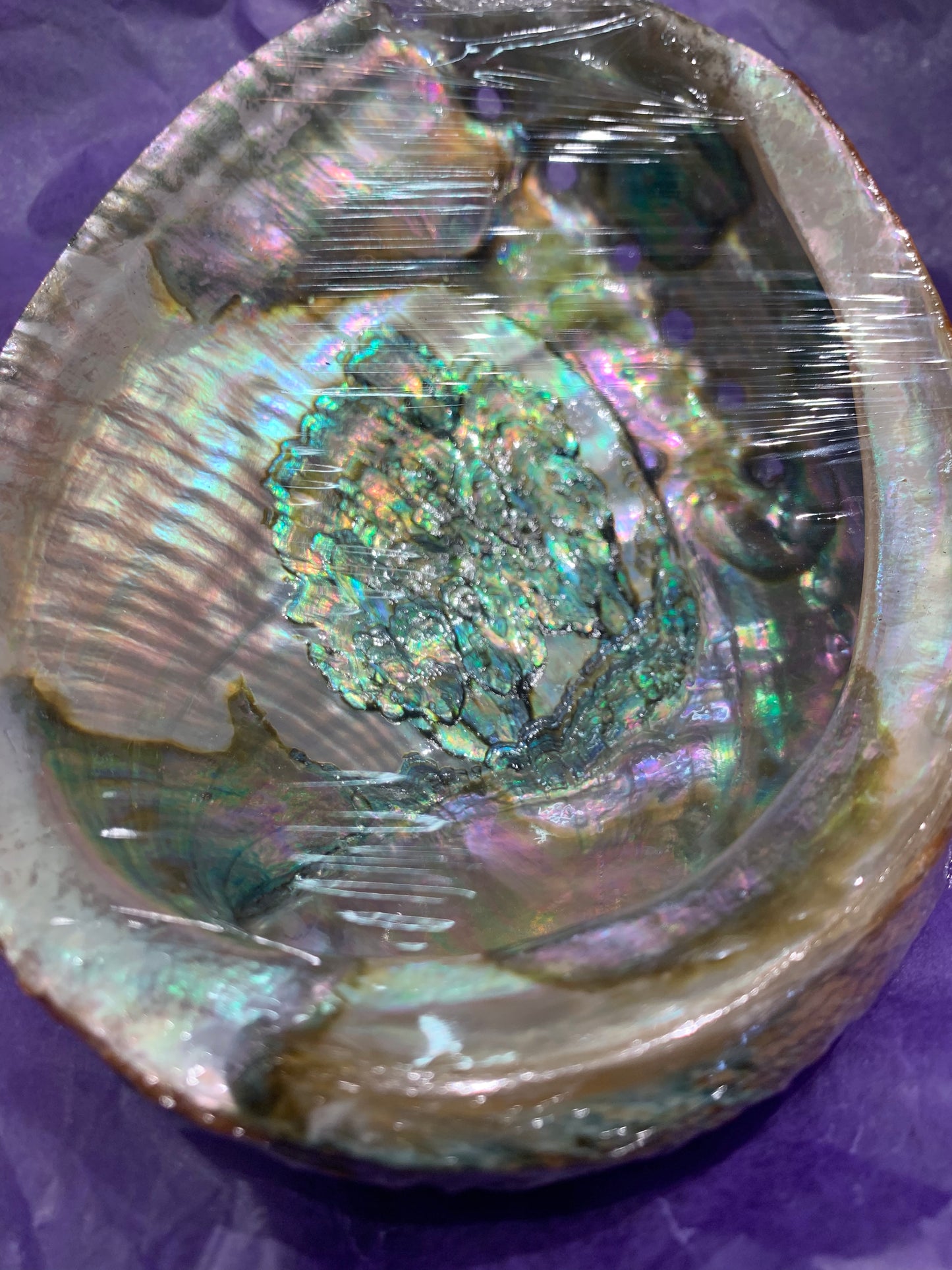 Sea Shell (Abologne)