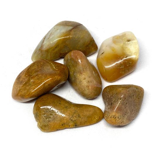 Agatized Coral Tumbled