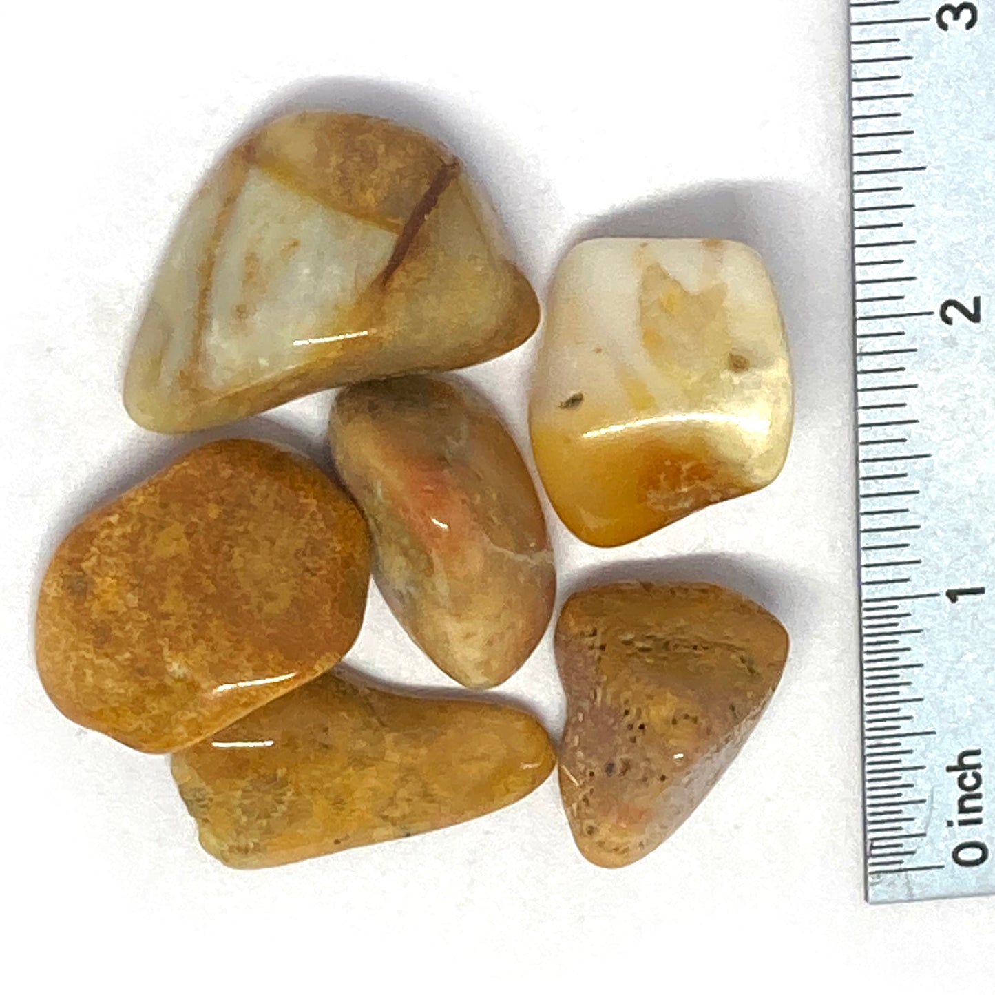Agatized Coral Tumbled