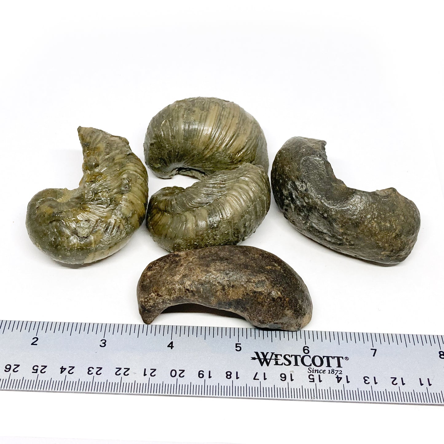 Bivalve Gryphea Arcuata Devils Toenail Fossil