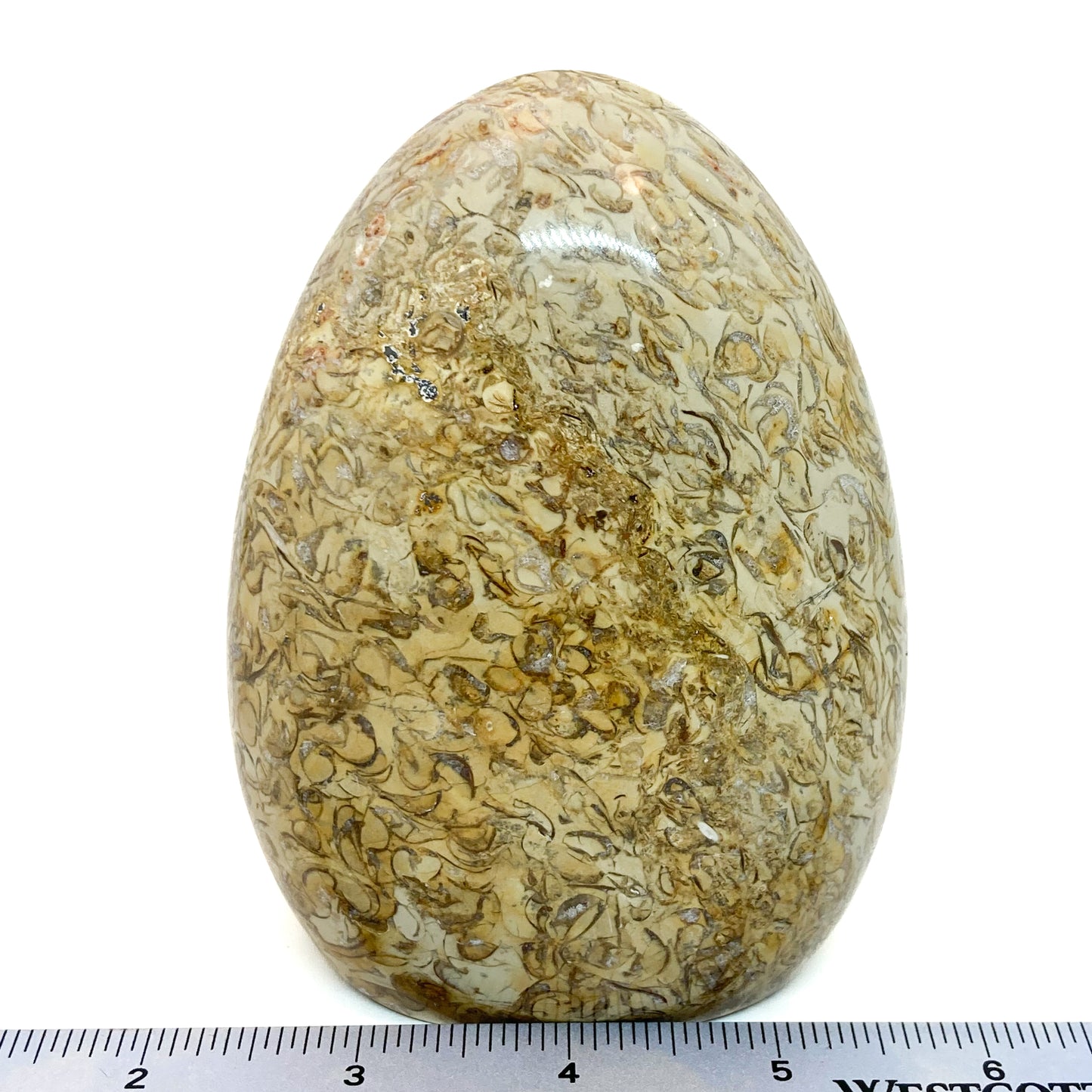 Fossilized Coral Pilar