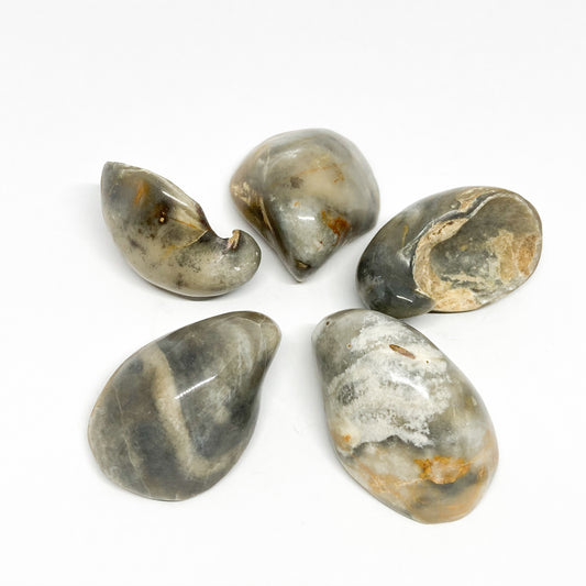 Whale Ear Fossilized Tumbled