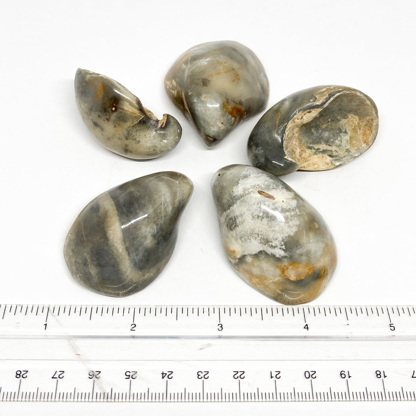 Whale Ear Fossilized Tumbled